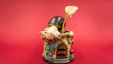 Giant African Land Snails for Sale