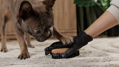 Pet Urine Removal in Fairfax