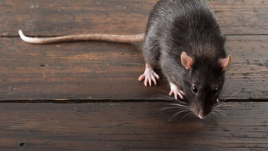 rat killer