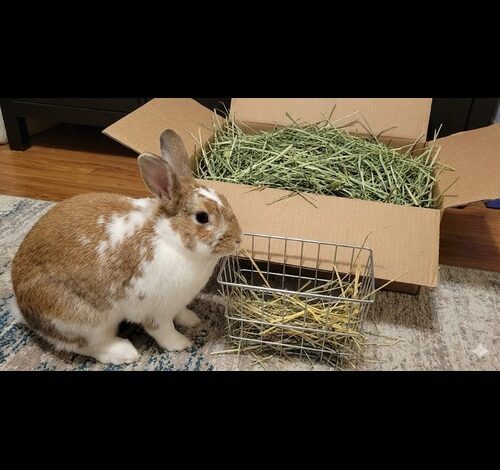 Hay for Rabbit