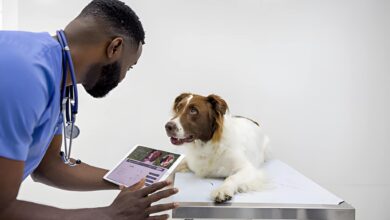 Best Veterinarian PPC Company USA